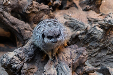 Fototapeta premium Meerkat perched on a wooden log in a natural habitat setting