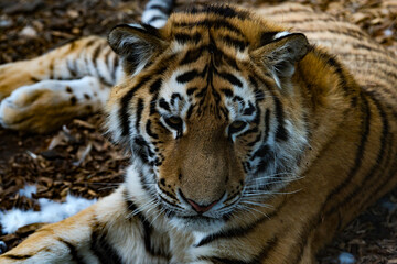 Majestic tiger relaxing in a natural habitat during daylight