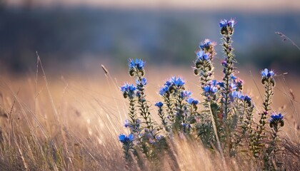 flowering blueweed echium vulgare with blue flowers among dry grass on blurred background