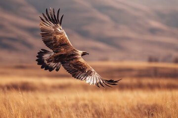 Fototapeta premium Golden eagle flying over dry grassland with mountains in the background under warm sunset light.