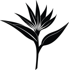 bird of paradise flower silhouette on white background