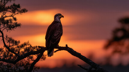 Fototapeta premium A bald eagle silhouetted against a vibrant sunset, soft evening light, warm and inviting twilight scene