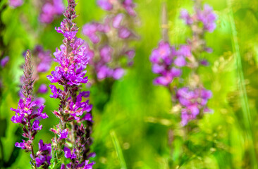Purple flowers of Fireweed on a green natural background
