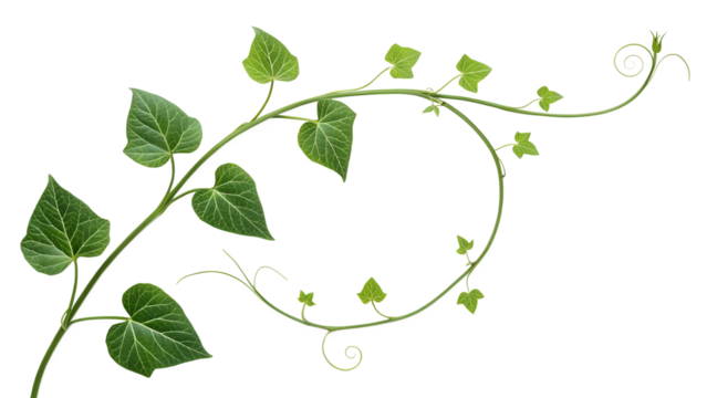 Arching Green Vine Stems with Rounded Leaves