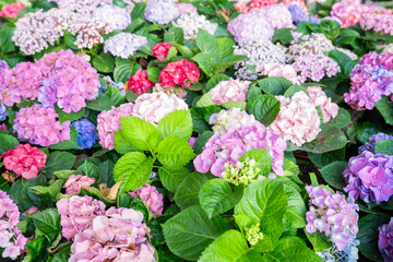 Colorful hydrangea flowers. Many Hydrangea macrophylla Blossom in garden.