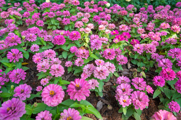 Bright pink fresh Zinnia Dahlia flowers on green leaves background in summer in garden.