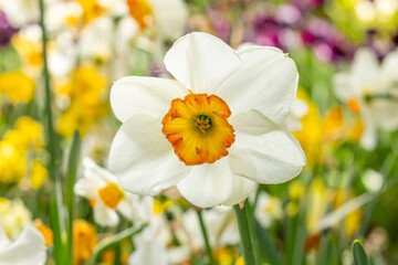 Obraz premium daffodil flowers grown in a garden in Madrid