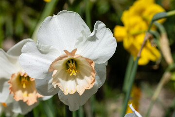 daffodil flowers grown in a garden in Madrid