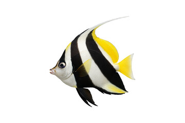 Colorful Moorish idol fish (Zanclus cornutus) isolated on transparent background, tropical marine aquarium species with black, white, and yellow stripes, perfect for ocean wildlife, scuba 