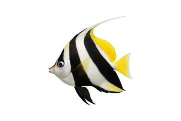 Colorful Moorish idol fish (Zanclus cornutus) isolated on transparent background, tropical marine aquarium species with black, white, and yellow stripes, perfect for ocean wildlife, scuba