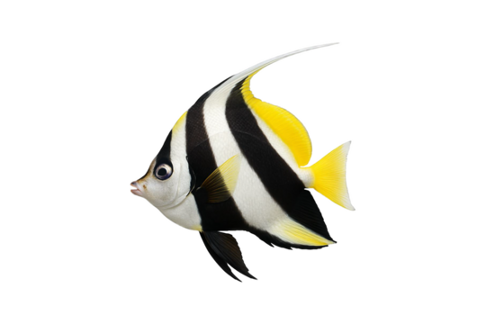 longfin bannerfish isolated on white, clipping path, transparent - Powered by Adobe