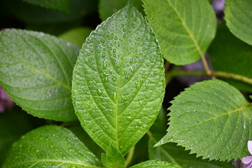 雨に濡れた葉