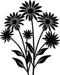 senecio flowers flower silhouette on white background