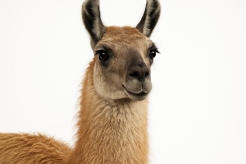 Detailed shot of a llama on a plain white backdrop