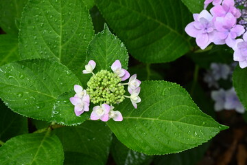 ピンクのあじさい