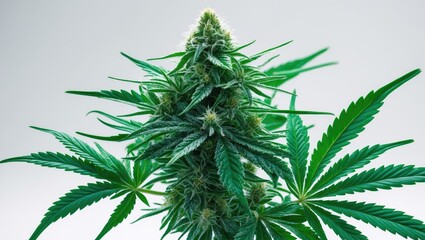 Detailed image of Cannabis flower (CBD dream strain) isolated against a white background, representing the medical marijuana concept