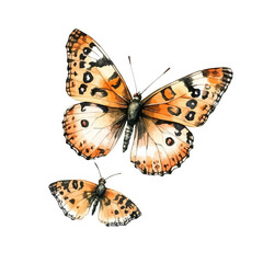 A Mother Butterfly With Her Kid, watercolor clipart vector, isolated on a white background.