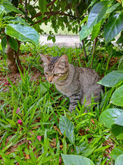 gato rajado no gramado