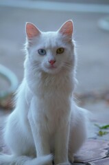 white kitty with different eyes