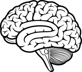 Human Brain Outline with Labeled Lobes – Educational Coloring Vector, human brain anatomy