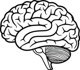 Vector Brain Diagram with Frontal, Parietal, Occipital, Temporal Lobes for Coloring, human brain vector illustration