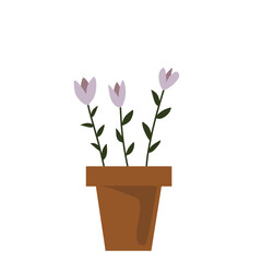 pink tulips in flowerpot