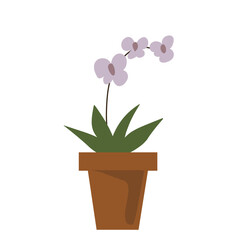 pink orchid in a pot