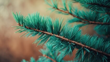 Fototapeta premium Close-up of fir tree branch. Fluffy fir tree branch detailed view. Wallpaper design. Empty space for text.