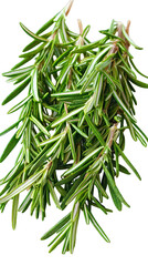Naklejka premium Fresh rosemary sprigs, vibrant green
