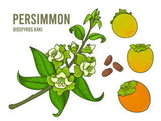 Persimmon branch with flowers and leaves, set of ripe and unripe fruits, and seeds. Vector illustration of Diospyros Kaki