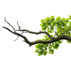 Fototapeta premium Oak tree branch with green leaves isolated on white background