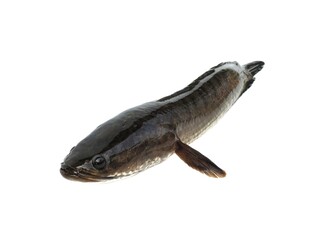 Fototapeta premium Large, fresh, not dead snakehead fish placed isolated on a white background. 
