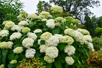 アメリカリノキ「アナベル」Hydrangea arborescens

