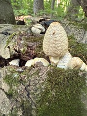 Coprinopsis variegata, commonly known as the scaly ink cap or the feltscale inky cap