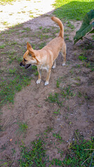 cachorro caramelo no quintal