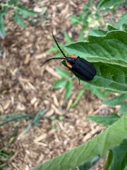 Ellychnia corrusca, the winter firefly,