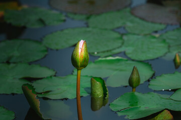 Lotus flower