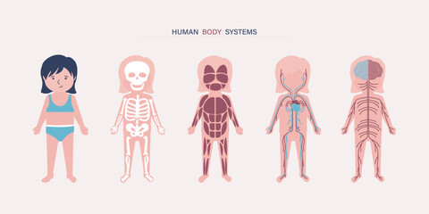 My body, educational anatomy diagram of body organs for kids. Cute cartoon little girl and her body systems: muscular, skeletal, circulatory, nervous and digestive.