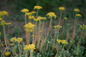 Burning Stonecrop (Sedum), flowering. A beautiful photo with yellow flowers. Photo 1