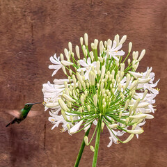 white and yellow flower with colibri © Iván Malagón