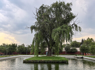 park in México City tree