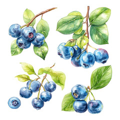 Blueberry cluster with green leaves in watercolor style, fresh and natural fruit elements