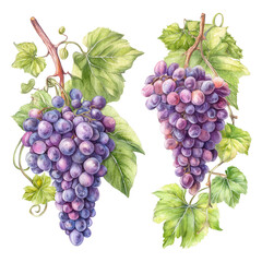 Purple grape bunches with green leaves and stems, fresh and ripe fruit illustration