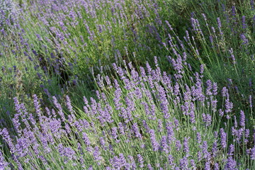 Blühender Echter Lavendel (Lavandula angustifolia)  im Sommer