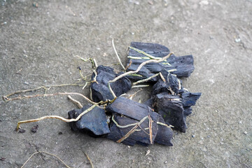 Natural charcoal chunks scattered on the soil with dry roots entangled across.