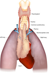 Detailed medical illustration shows the thymus in relation to the thyroid gland, trachea, common carotid arteries, brachiocephalic veins, lungs, and heart.