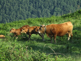 Fototapeta premium Vaca con dos terneros en el campo