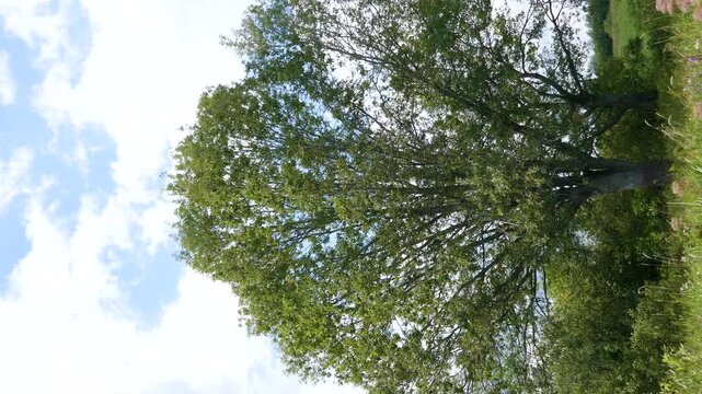The european oak tree Quercus robur has been in its prime for about 50 years. Coastal forests of the Veryazhka River, a tributary of the Volkhov river, Vertical video