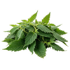 A bunch of green leaves are piled on top of each other. The leaves are fresh and vibrant, giving off a sense of life and vitality. The arrangement of the leaves creates a visually appealing