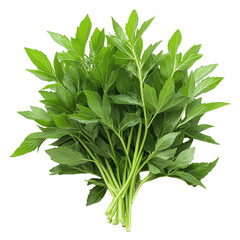 A bunch of green herbs are piled on top of each other. The herbs are fresh and green, and they look healthy. Concept of abundance and freshness, as the herbs are piled high